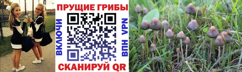 ОМГ ОМГ ТОР  цена   Усть-Джегута  Псилоцибиновые грибы мухоморы 
